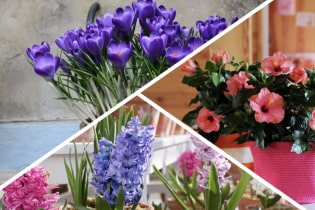 Which houseplants bloom beautifully and don't require much attention?