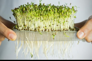 How to grow microgreens yourself?