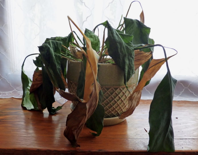 What mistakes are best avoided in caring for indoor plants?