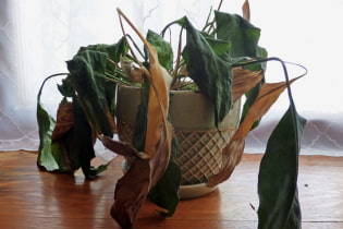 What mistakes are best avoided in caring for indoor plants?