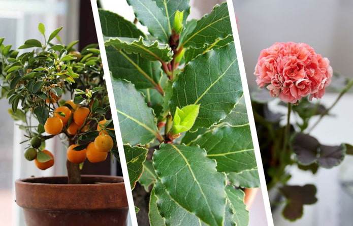 Houseplants with a pleasant aroma