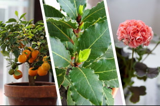 Mga houseplant na may kaaya-aya na aroma