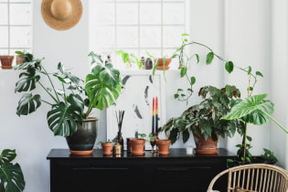 What can indoor plants tell about the hostess?