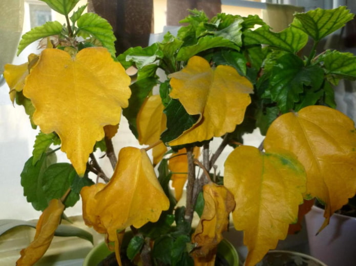 Was tun, wenn die Blätter von Zimmerpflanzen gelb werden?