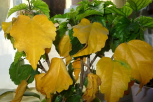 Was tun, wenn die Blätter von Zimmerpflanzen gelb werden?