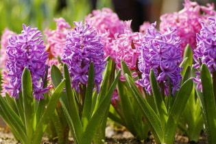 Jak se starat o hyacint?